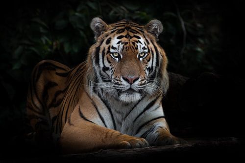Un tigre regarde calmement, un tigre de l'Amour à l'obscurité nocturne.