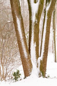 Drie boomstammen in de winter. van Lieke van Grinsven van Aarle