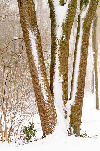 Drie boomstammen in de winter.