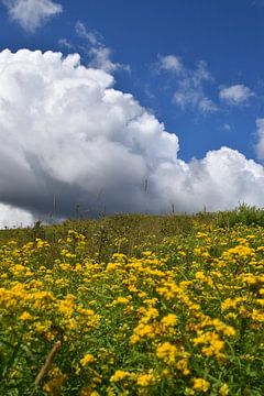 A field of wildflowers by Claude Laprise