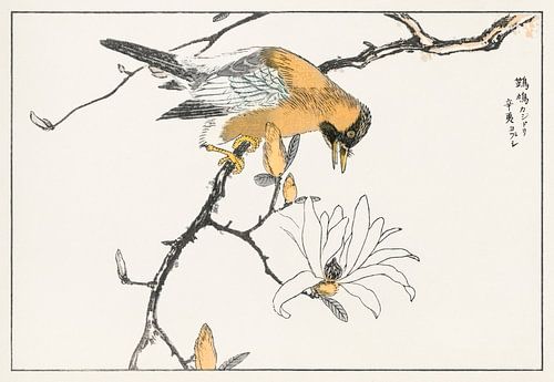 Tibetaanse Hop door Numata Kashu