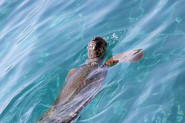 Turtle van Barry Boekhout