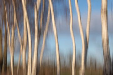 moved birches by Ronenvief