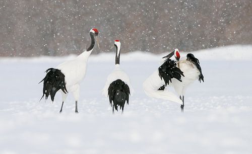 Red Crowned Cranes X by Harry Eggens