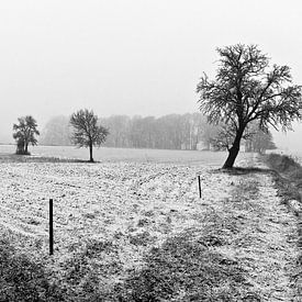 Snowy, wintry pasture in the Oderbruch by Silva Wischeropp