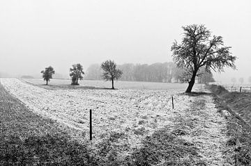 Besneeuwde, winterse weide in de Oderbruch