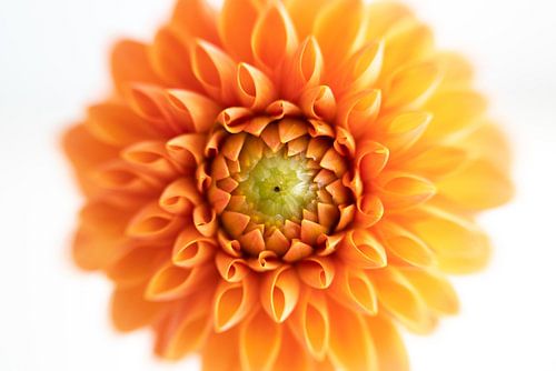 Orange Dahlia
