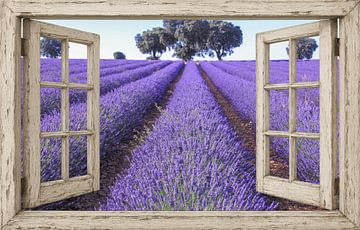 Rustiek raam met lavendelperspectief