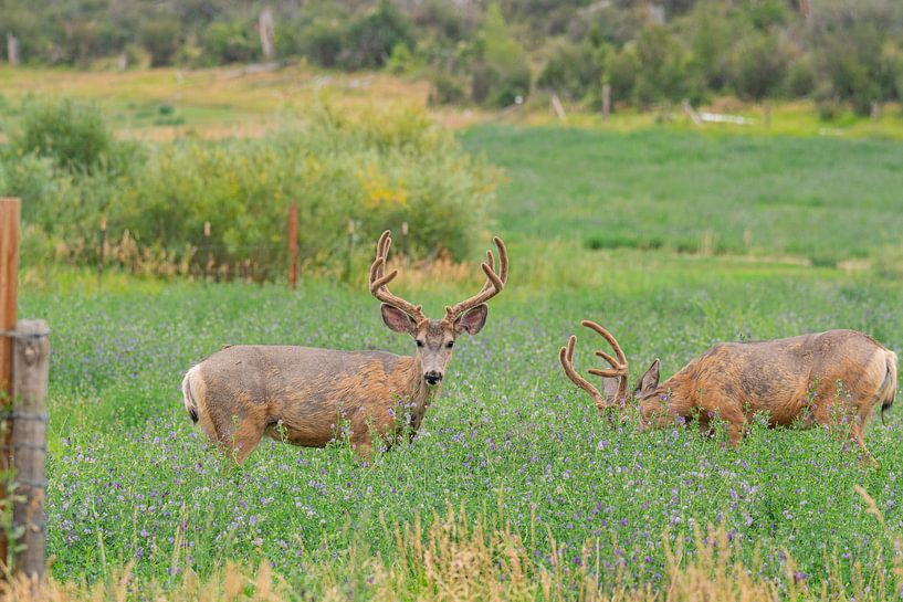Deer in a field looking for food by Louise Poortvliet
