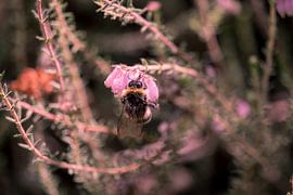 Biene auf Blume von Danielle Vdm
