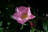 roze roos