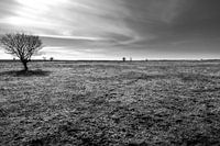 Oostvaardersplassen