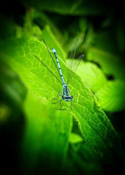 Azurblaue Kleinlibelle