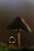 Macro paddenstoelen in de herfst met tegenlicht