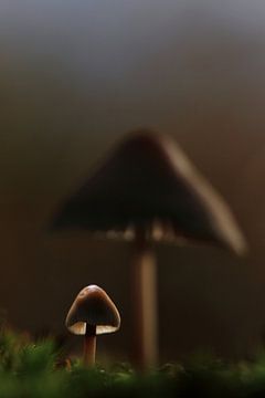Macro paddenstoelen in de herfst met tegenlicht van Gert van Lagen