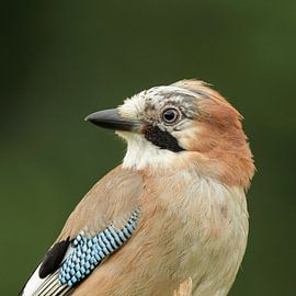 Gaai (Garrulus glandarius) van Dirk Rüter