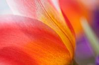 Bloemen in keukenhof