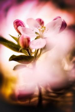 Apple blossom magic