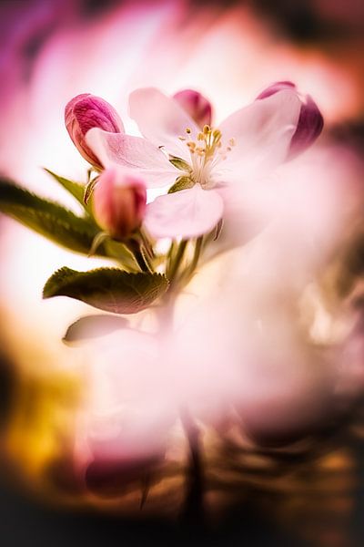 Apple blossom magic by Nicc Koch