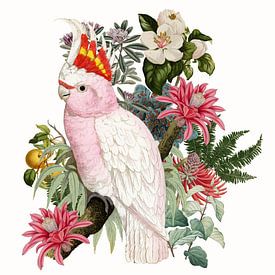 Inca Cockatoo von Marja van den Hurk