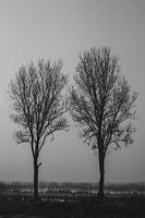 Bomen. Mist. Zwart-wit