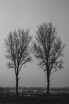 Des arbres. Le brouillard. Noir et blanc