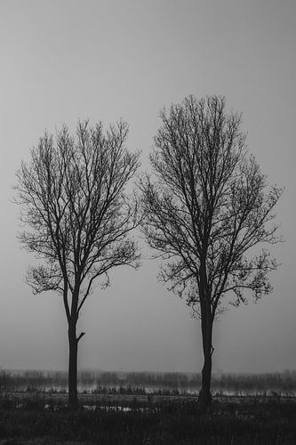 Bomen. Mist. Zwart-wit