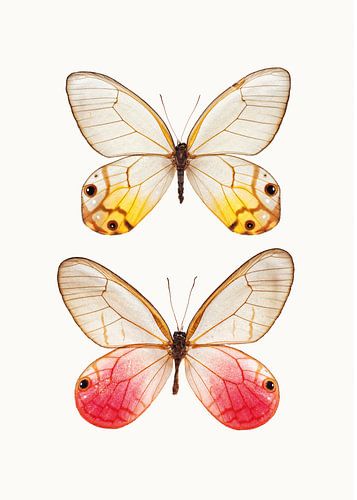 Rariteitenkabinet_Vlinder_04 van Marielle Leenders