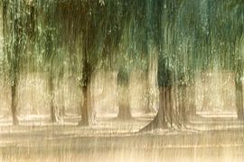 Olijfboomgaard van Pauline Weder, wederfotografie