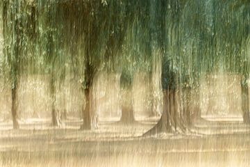 Olive grove by Pauline Weder, wederfotografie