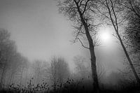 Brouillard
