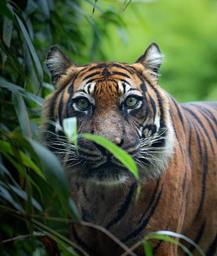 Sumatraanse Tijger Portret van Jery Wormmeester