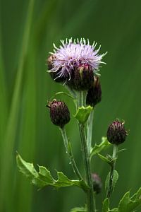 Distelblüte