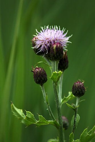 Distel Bloem