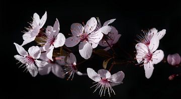 Zweig mit rosa Blüten von Ulrike Leone