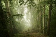 Dreamy Forest (dromerig bos) van Kees van Dongen thumbnail