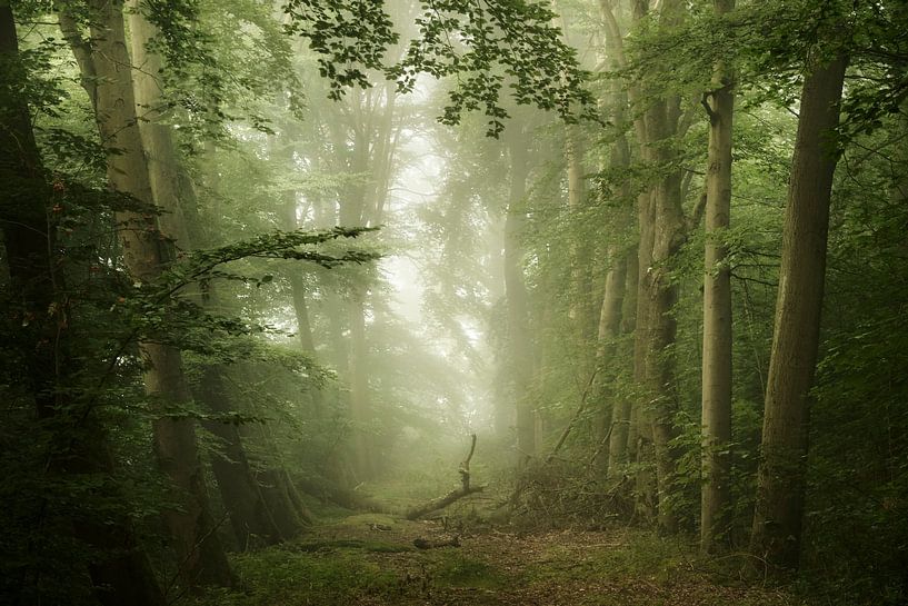 Dreamy Forest (dromerig bos) van Kees van Dongen