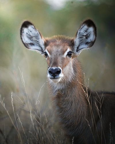 Water buck young