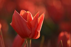Rote Tulpe von John Leeninga