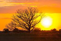 coucher du soleil Kampina