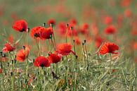 Prairies de coquelicots par Renate Knapp Aperçu