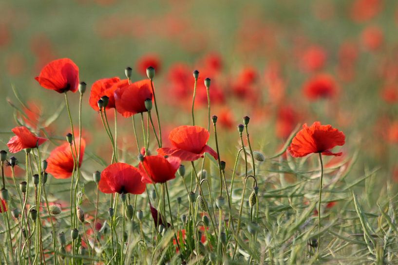 Mohnblumenwiesen von Renate Knapp