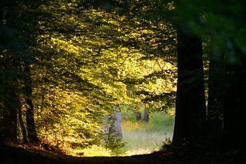 Zonlicht door de bladeren op een bospad in de zomer