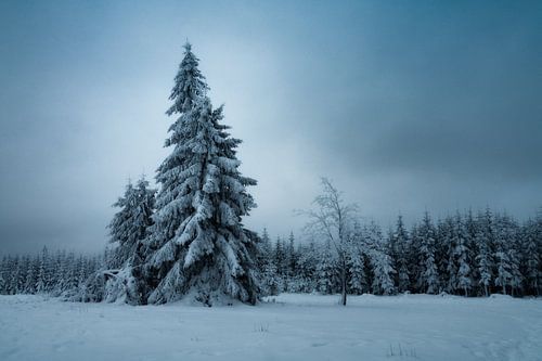 Lonely and frozen by Joris Machholz
