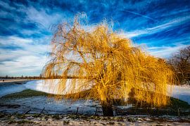 Paysage hivernal avec arbres et neige et formation de nuages à la R sur Dieter Walther