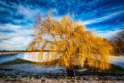 Winterlandschap met boom en sneeuw en wolkenformatie bij de R