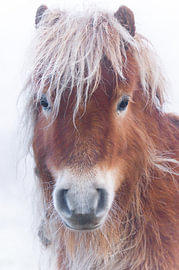 Icelandic Pony by SR Blaauw