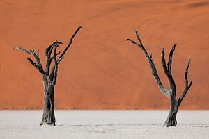 Deux arbres morts devant des dunes de sable rouge à Dodevlei / Sossusvlei, Namibie.