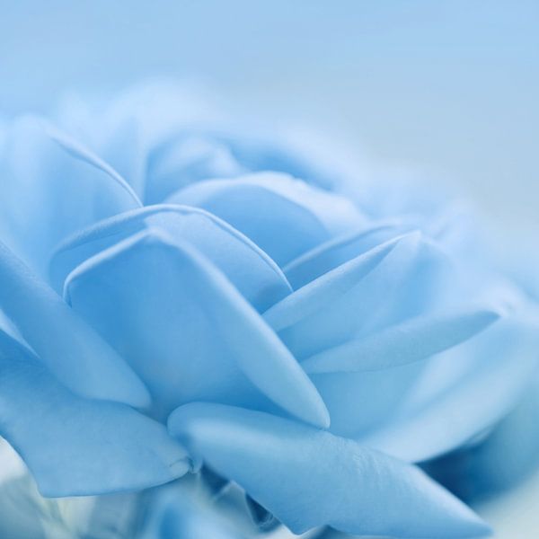 Rose by Violetta Honkisz