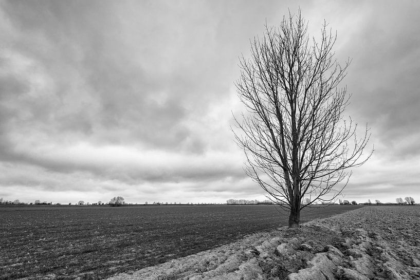 Silhouette eines nackten Baumes einzeln auf dem Feld von Ruud Morijn